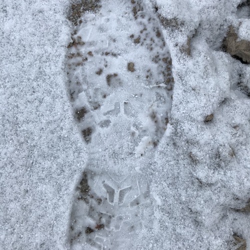 N&auml;chtliche Besucherin in einem fremden Garten des KGV "Vereinte Kraft".