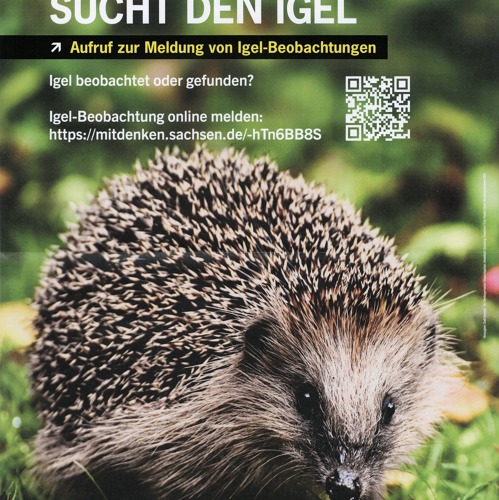 Chemnitz sucht den Igel