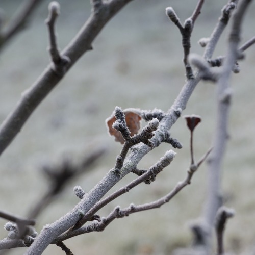 Es wird Fr&uuml;hling im Garten.
